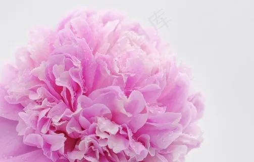 花开富贵的牡丹花图片