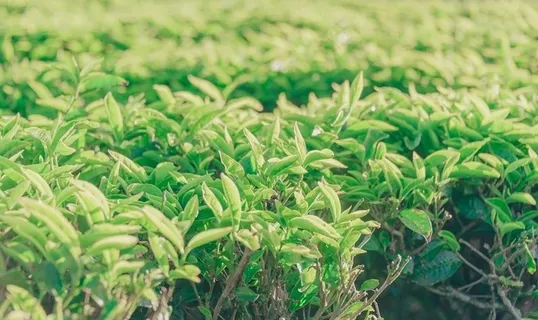 茶图片 茶图片