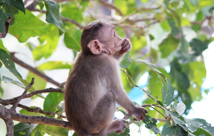 猴子图片