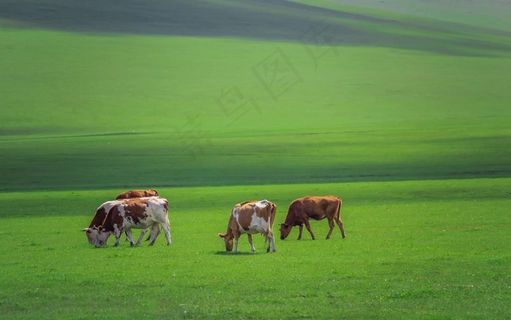 草原牛群图片