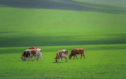 草原牛群图片