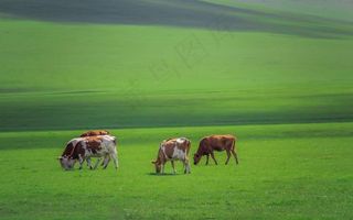 草原牛群图片