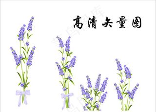 薰衣草图片