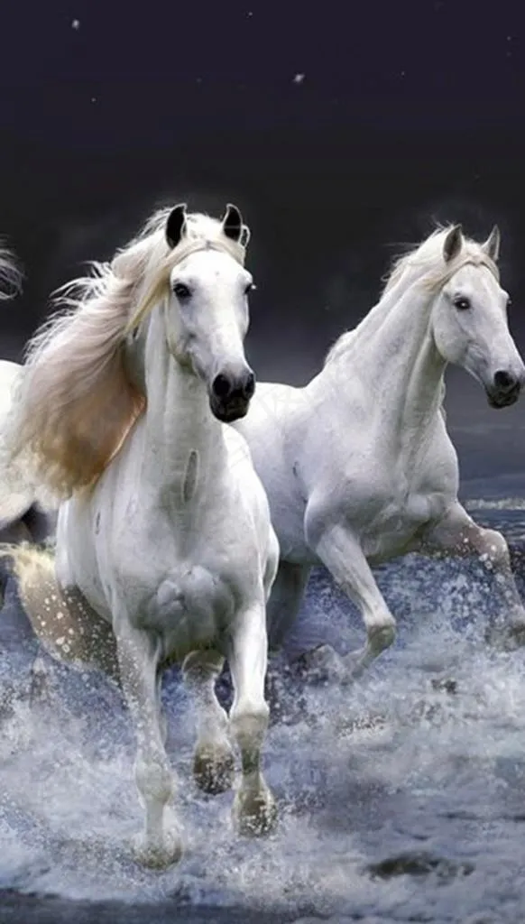 马图片(2963X4938(DPI:72))psd模版下载