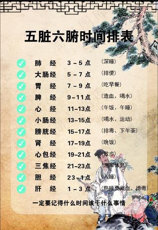 五脏六腑时间排表图片