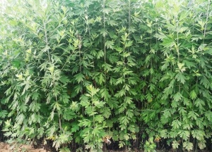 艾草图片