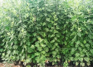 艾草图片
