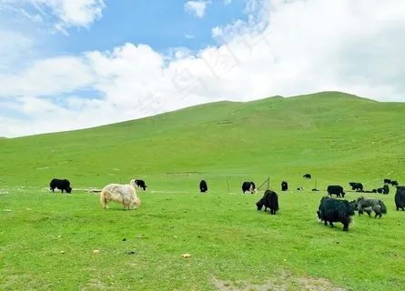 祁连山蓝天白云草地牛羊图片
