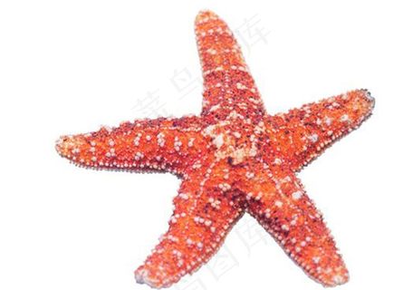 海星图片