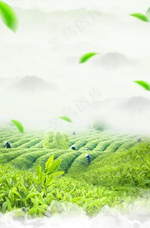 茶叶背景图片