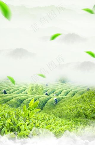 茶叶背景图片
