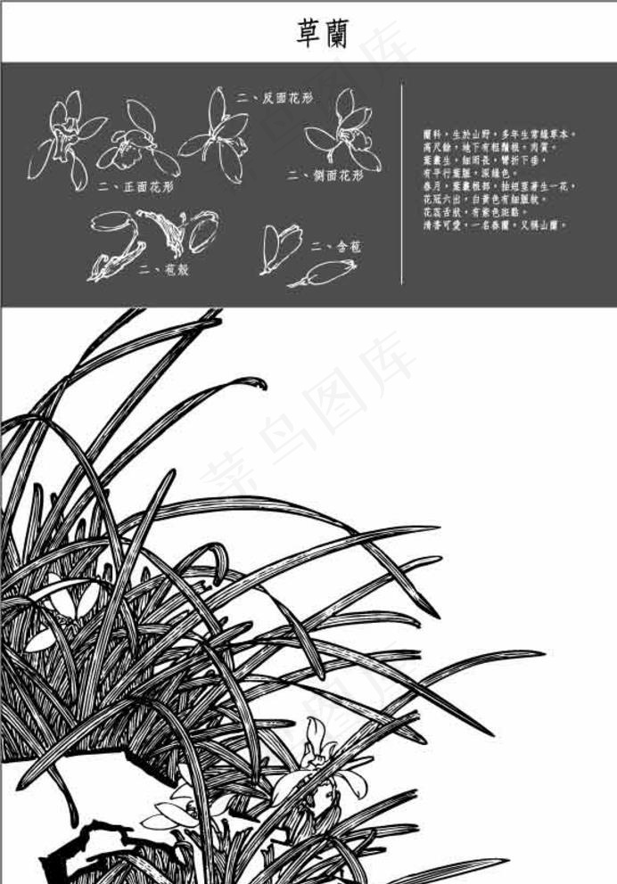 中国工笔画图谱-草蘭图片ai矢量模版下载