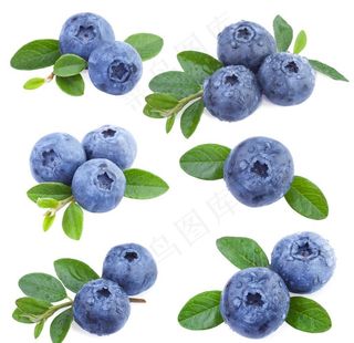 蓝莓图片