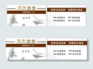 鸽子名片图片