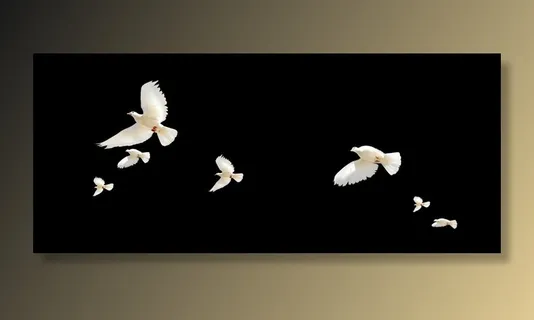 白鸽素材图片 白鸽素材图片