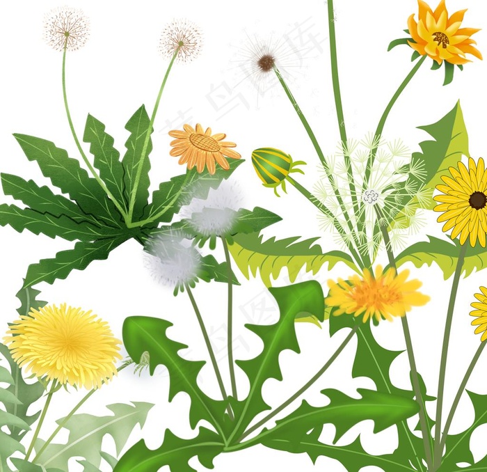 蒲公英免扣素材图片