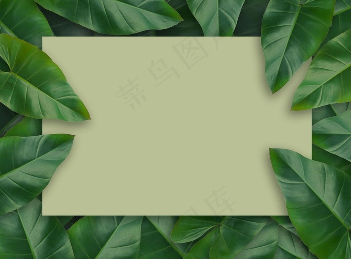 树叶背景图片