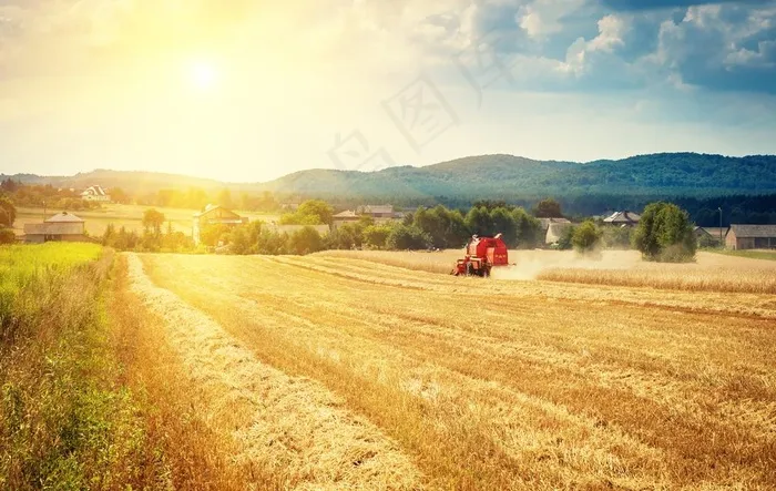 麦田丰收图片