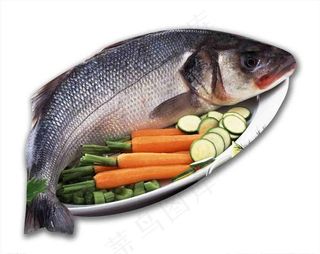 鲈鱼图片