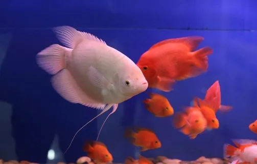 观赏鱼图片 观赏鱼图片
