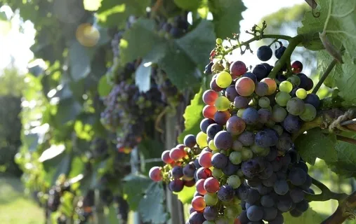 葡萄图片 葡萄图片