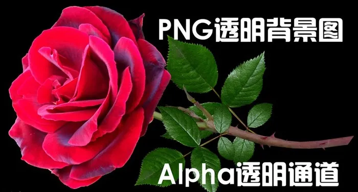 玫瑰花图片