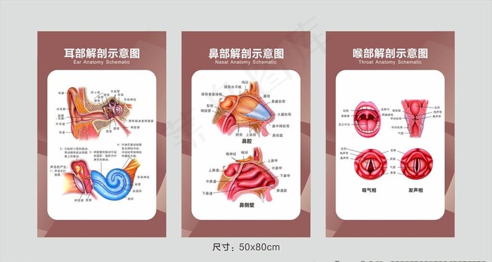 耳鼻喉诊室图片cdr矢量模版下载