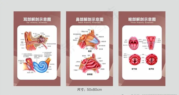 耳鼻喉诊室图片cdr矢量模版下载
