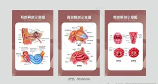 耳鼻喉诊室图片