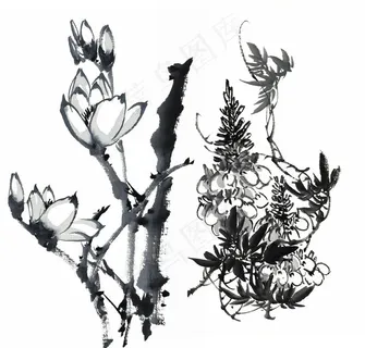 国画白玉兰图片 国画白玉兰图片