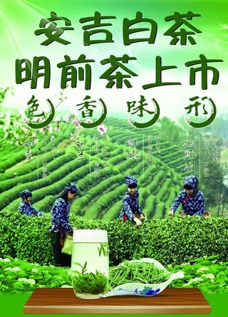 安吉白茶 明前茶上市图片