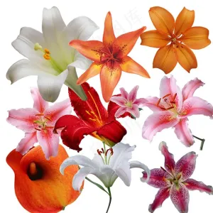 百合花素材图片