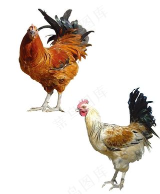 公鸡图片