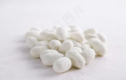 桑蚕丝 蚕茧图片