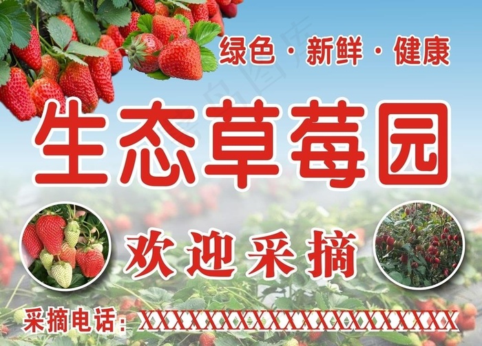 草莓园采摘图片