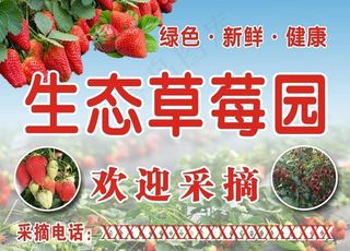 草莓园采摘图片