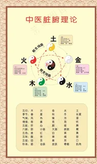 中医脏腑理论图片 中医脏腑理论图片