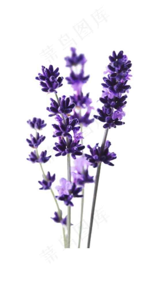 薰衣草图片