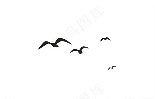 海鸥图片 海鸥图片