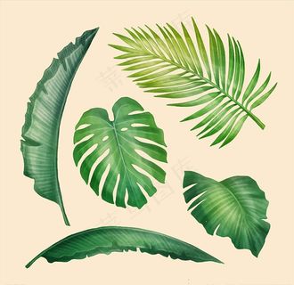 手绘树叶图片