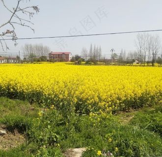 油菜田图片