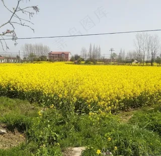 油菜田图片