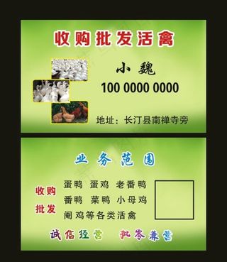 收购批发活禽小魏图片