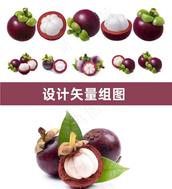 山竹矢量图片ai矢量模版下载