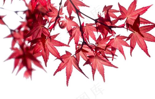 枫叶红色秋天背景海报合成素材图片