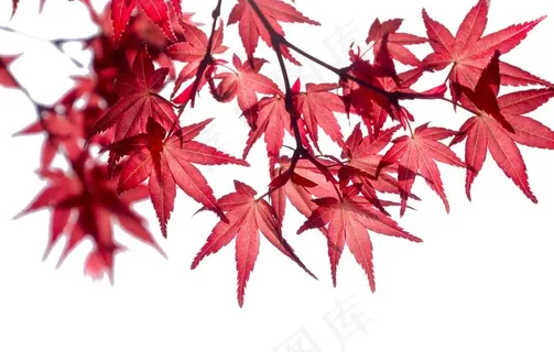 枫叶红色秋天背景海报合成素材图片 枫叶红色秋天背景海报合成素材图片