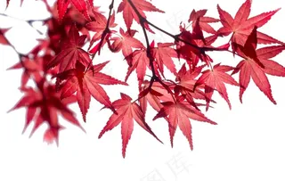 枫叶红色秋天背景海报合成素材图片