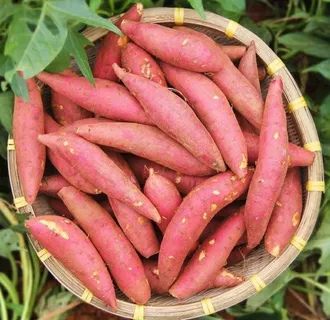 番薯图片 番薯图片