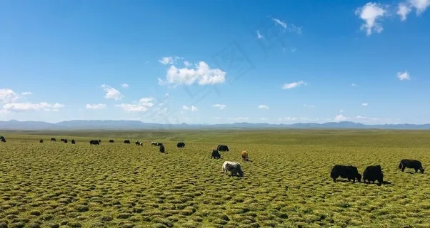 甘南草原图片