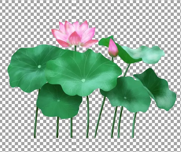 手绘荷花图片psd模版下载